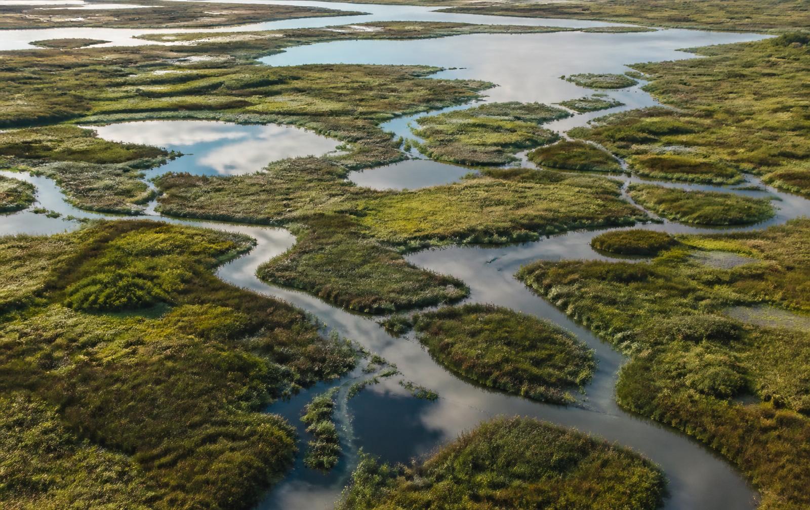 An elevated view of a braided wetland, with channels of water winding between islands of marsh grass.